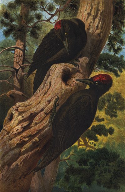 Black Woodpecker by European School